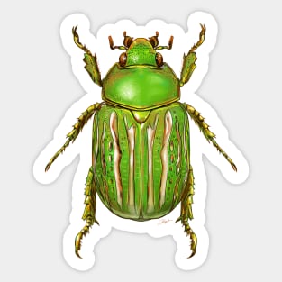 Green Jewel Beetle Sticker